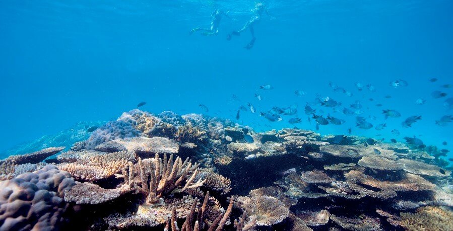 cairns great barrier reef snorkeling