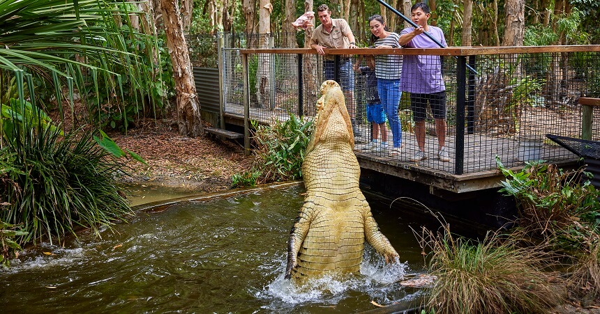 hartleys-crocodile-adventure-croc-feeding