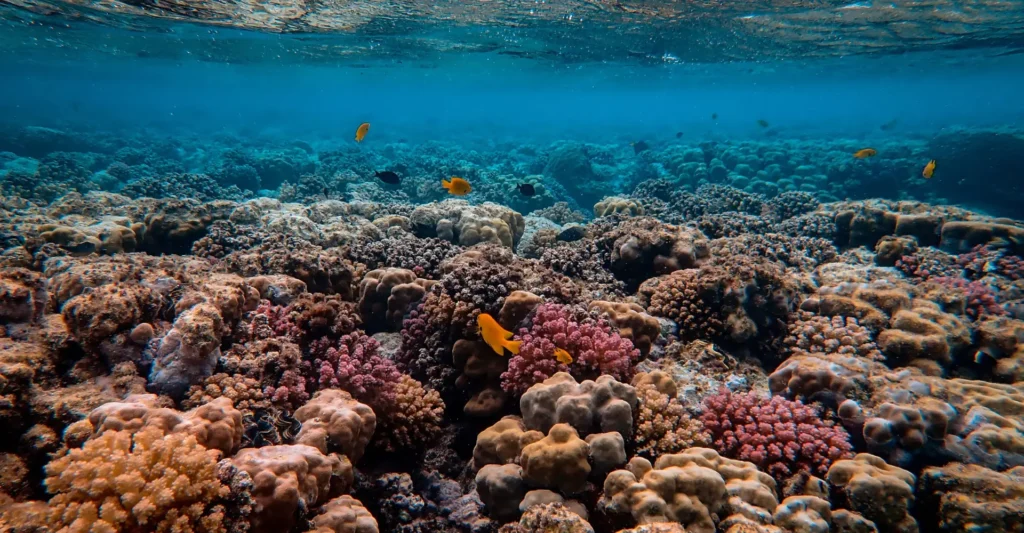 Outer Reef vs Fringing Reef